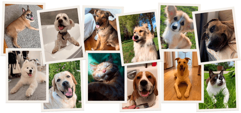 O serwisie Petsitters