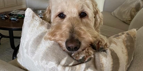 Blog Petsitters