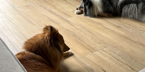 Blog Petsitters