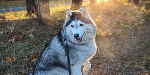 Blog Petsitters