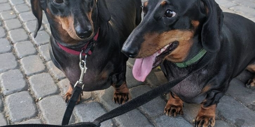 Blog Petsitters